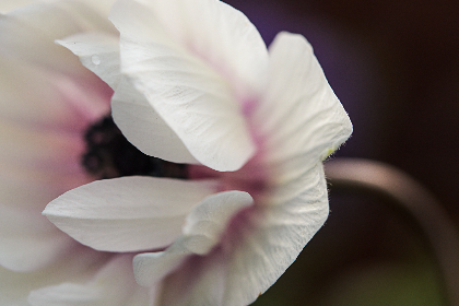 日本香蕉一区二区 日本香蕉一区二区