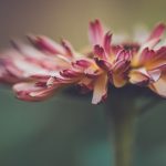 亚洲黄色日韩欧美 sx4ps1