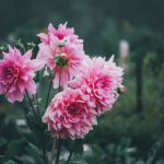 《兄妹蕉谈》中林予曦出场的具体集数揭秘 gfjdfr6u20