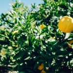 探索原神同人作品:工笔本子的魅力与创作 a8ntm0q3